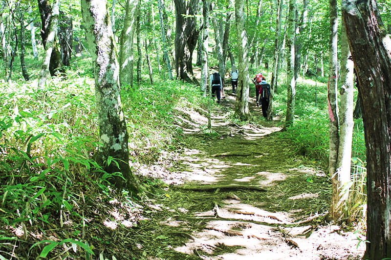 登山道