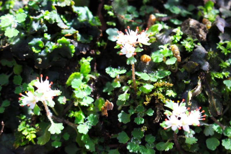 ハナネコノメイソウの花