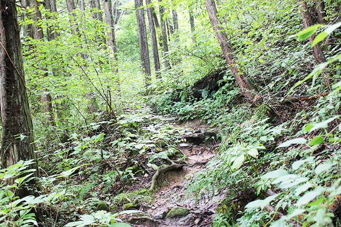 七曲登山道