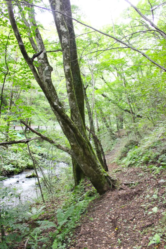 渓流沿いの森林浴コース