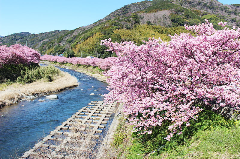 南伊豆フリ 乗車券で河津桜と河津七滝ハイキング