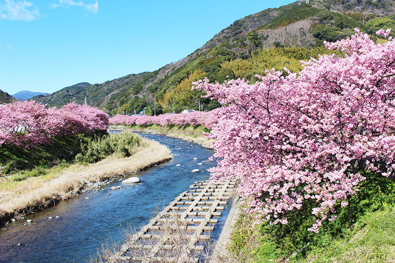 河津桜