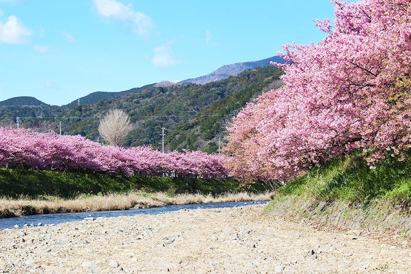 河津桜