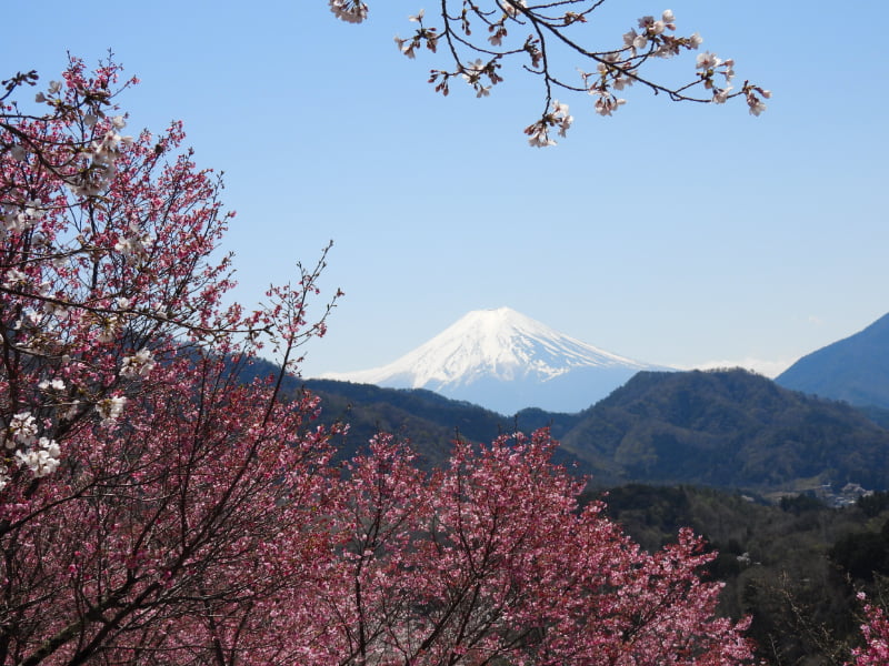 真木お伊勢山から富士山