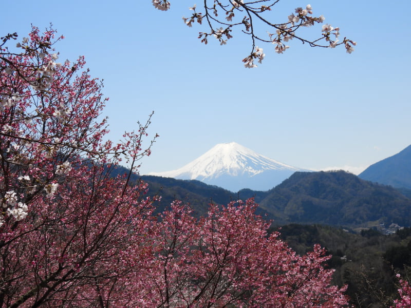 真木お伊勢山より富士山