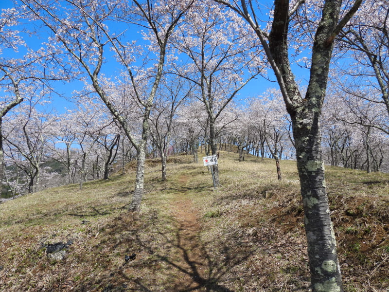 真木お伊勢山・桜の道