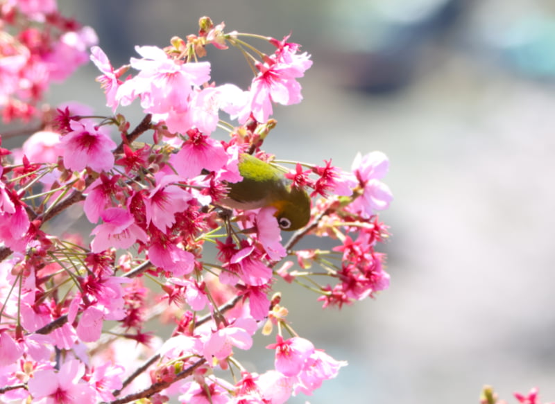 桜の花の蜜を吸うメジロ
