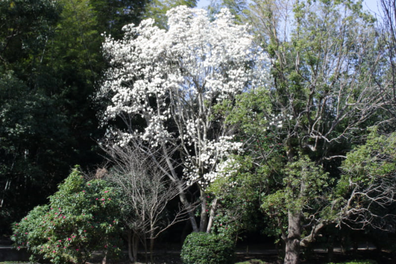 荒井城址公園にて。モクレンが満開