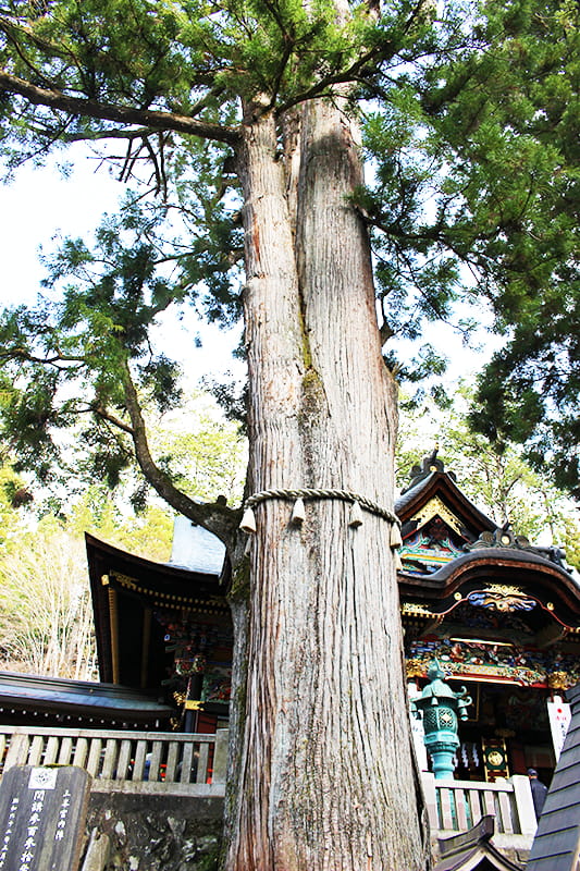 三峯神社　拝殿前の御神木