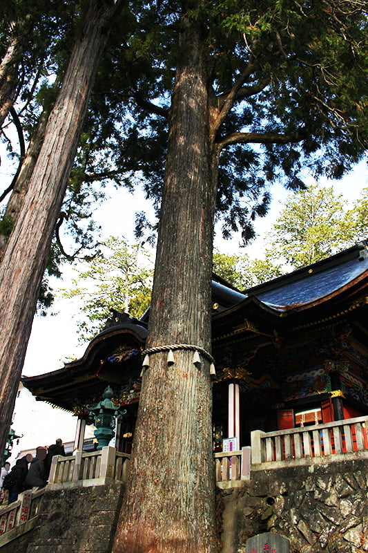 三峯神社　拝殿前の御神木