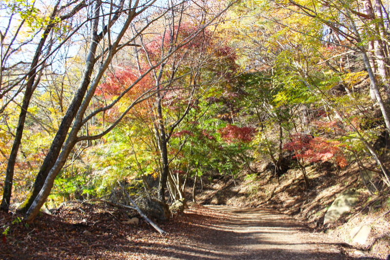 紅葉のトンネル