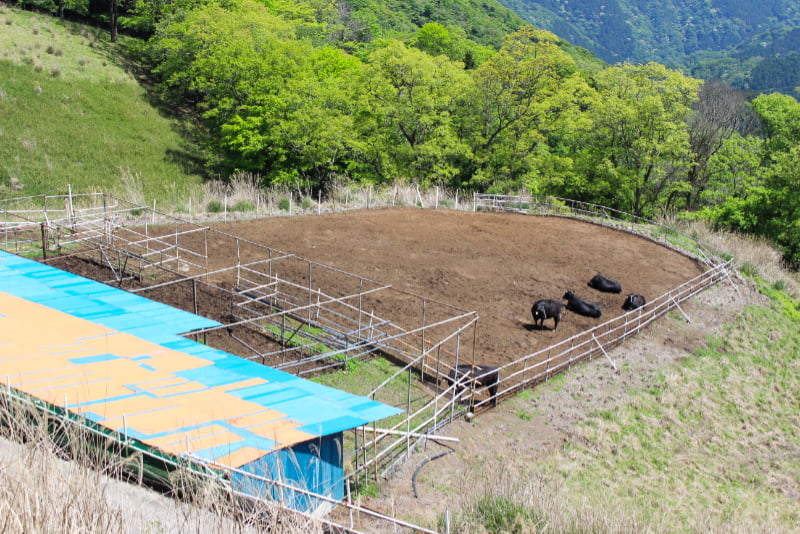 大野山ハイキングコース・山頂近くにある牧場