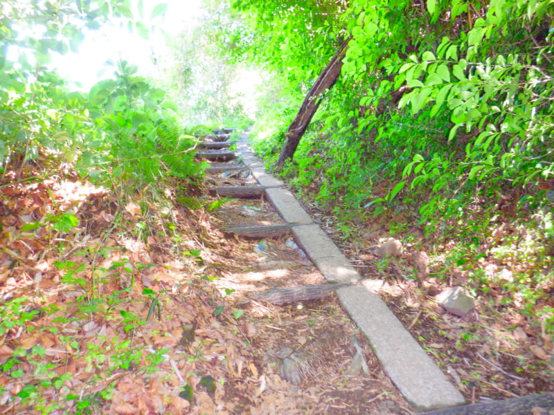 大野山ハイキングコース登山道