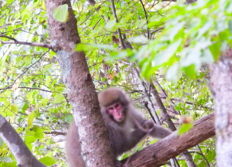 上人の池霊泉付近にて野生のサル