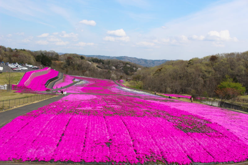 芝ざくら公園