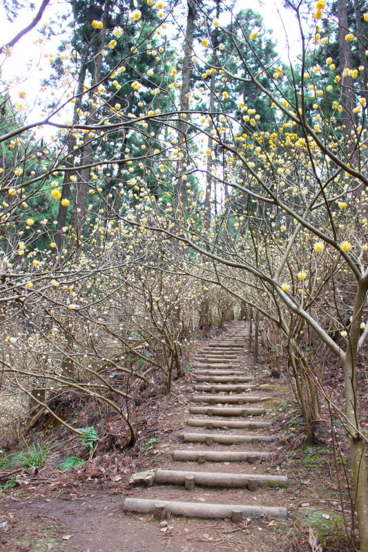 ミツマタ群生地