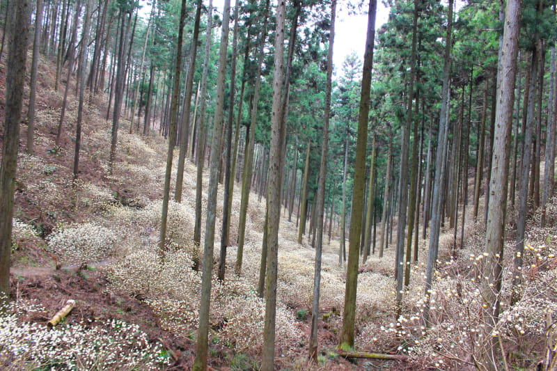 ミツマタ群生地