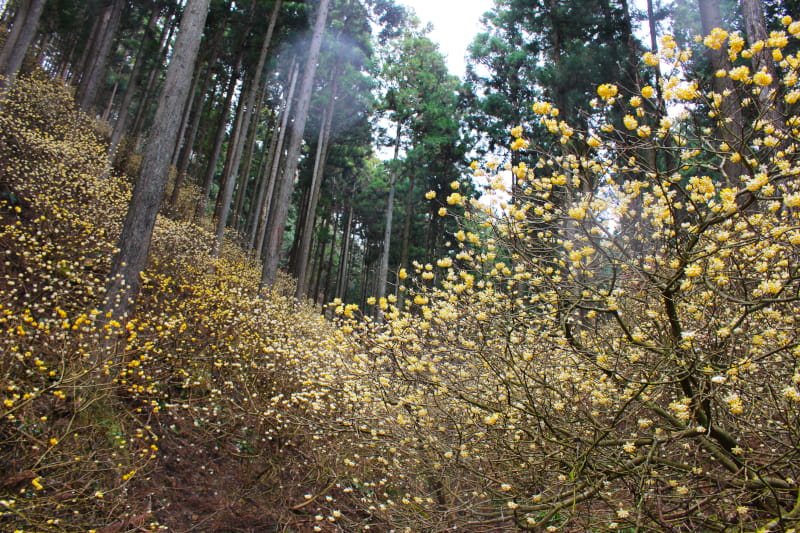 ミツマタ群生地