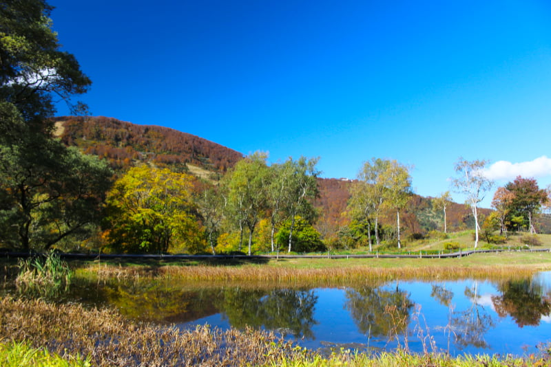 湯沢高原・高山植物園アルプの里「湿性花園・あやめ池」