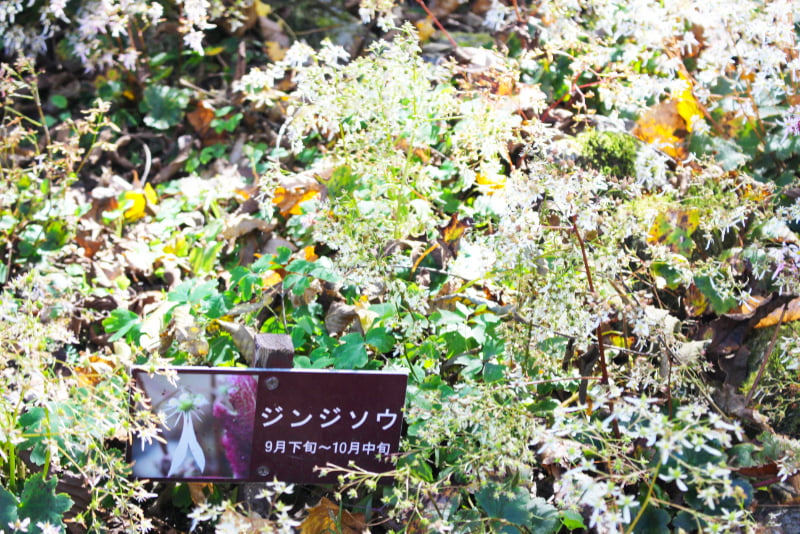 湯沢高原・高山植物園アルプの里ロックガーデン